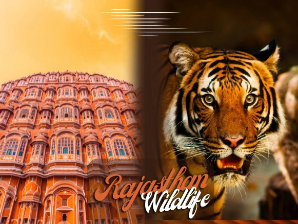 Ranthambore Wildlife Tour